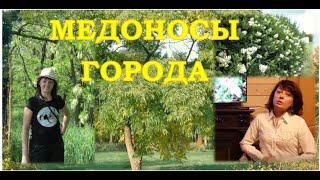 Что посадить на приусадебном участке, если  пасека находится в черте города?