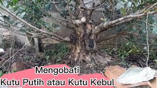 Kutu putih atau kutu kebul pada bonsai kimeng (@hendridornatsukoco )