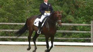 Dressage Stallion, Sir Sinclair Iron Spring Farm