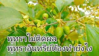 สาเหตุที่พุทราไม่ติดผล พุทราอินทรีย์