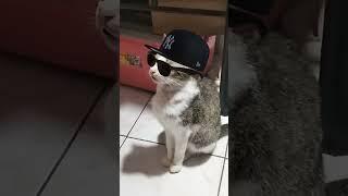 Mr Pawmbastic  #catvideos #catloverscommunity #cat #cattitude #catmoments #pusa #cats