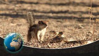 Unexpected Beauty and Unequal Duels in Saguaro National Park