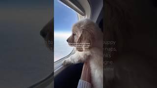 Puppy’s first flight  #shorts #puppy #goldenretrieverpuppy #travel #plane #dogtravel