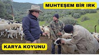 BİR KOYUN IRKINI DAHA KEŞFETTİM! KARYA KOYUNLARI!