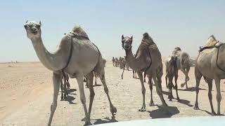 Camel in Saudi Arabia  | Desert Camel in Saudi Arabia | Adnan Sukhera Vlogs #saudiarabia #shorts