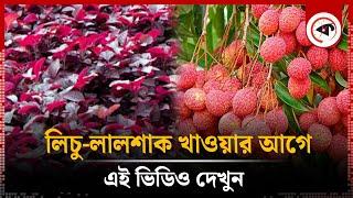 ভয়ংকর তথ্য, লিচু-লালশাক খাওয়ার আগে এই ভিডিও দেখুন | Red Vegetables and Lychee | awareness