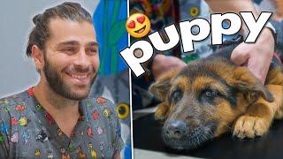 This Puppy is Incredibly Innocent! (Adorable German Shepherd Puppy!)