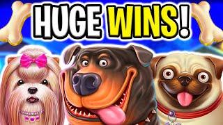 I FINALLY HIT THE 4 SCATTER BONUS IN THE DOG HOUSE MEGAWAYS!