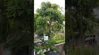 Cây Lộc Vừng Hoa Đỏ/ Chohoaonline.com/2024
