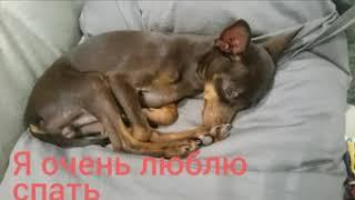Я пражский крысарик