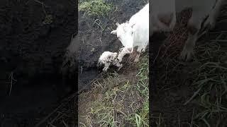 Белка родила