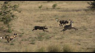 Wild dogs Hunting Waterbuck