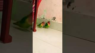 #birds #lovebirds #cute #babyparrotកូនសេក