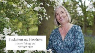 Blackthorn and Hawthorn.  How to identify them, learn about their folklore and healing properties