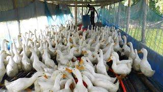 Duck Farming Business, Millions of Profit! How To Start A Successful Duck Farm With Less Capital.