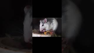 Rats Can Do Tricks & Solve Puzzles?! | Surprising Pets Fun Fact #animalfunfacts #animalfunny