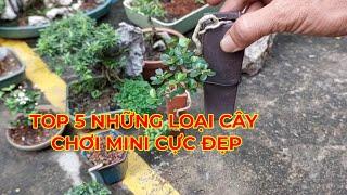 TOP 5 NHỮNG LOẠI CÂY CHƠI BONSAI MINI CỰC ĐẸP.