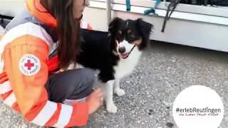DRK Rettungshundestaffel Reutlingen - #erlebReutlingen