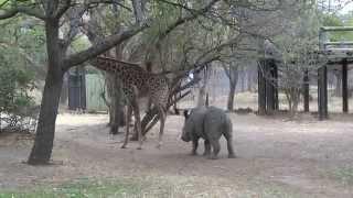 A giraffe kicked a naughty rhino (ORIGINAL VIDEO)