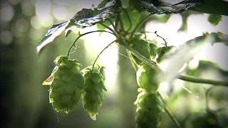 Hops aren't just for beer