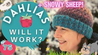 Ep75: How do you grow yours? + SNOW!