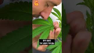 대마초의 순기능