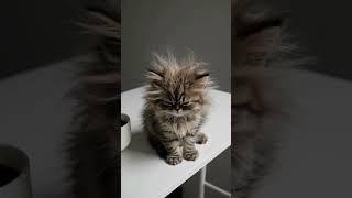 We Me in 2026  #Fyp #Viral #Fluffy #KittenLove #Catsoftiktok #TooTired #MorningMood #CoffeeTime