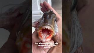 This fish has human teeth