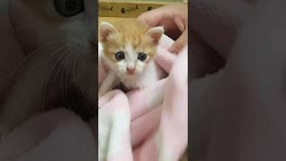 고양이 살리려 27억을 모았다