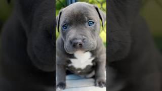 #dog #pitbullattitude #pitbull #whitepitbull #americanbully #puppy #shorts #viral #trending