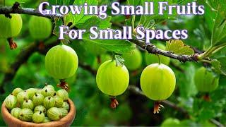 Growing Small Fruits on Small Acreage Gooseberries & Currants