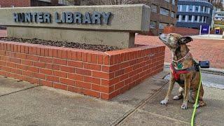 Dog's Eye View 360° Library Tour: Special Collections and Reading Room