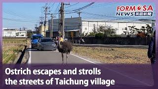 Ostrich escapes and strolls the streets of Taichung village｜Taiwan News