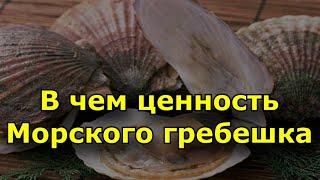 В чем ценность Морского гребешка?