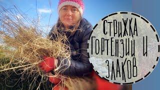 Садовые будни #10️Подстригаю гортензиии, злаки и многолетники. Садовые заботы в феврале. 2024