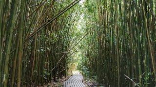 Pipiwai Trail: Bamboo Forest, Waimoku Falls, and 7 Sacred Pools of 'Ohe'o