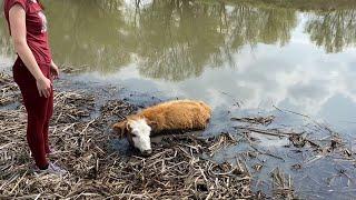 СПАСЛИ КОРОВУ ПО ДОРОГЕ НА РЫБАЛКУ. Наловили воблу на засолку.