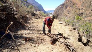 dharme brother working in the village || cutting dry firewood for cooking || Rural Nepal ||