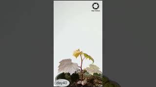 Growing Grape  From Seed Time-lapse #growth #growingup #grow grape #shorts #timelapse #seedplanting