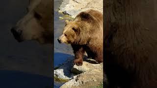 Bear: The Powerful Wilderness Roamer #bear #bears #animals #animalfacts #usa #mammals #polarbear