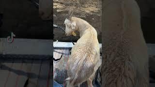 A goat in a boat #goat #goatsofyoutube #bass #fishing  it was in the river.