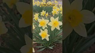 수선화 Daffodil #수선화