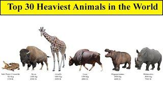 Top 30 Heaviest Animals in the World | Comparison List