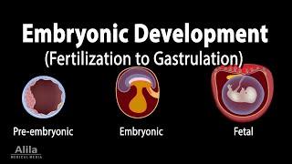 Embryology: from Fertilization to Gastrulation, Animation