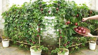 Method of growing passion fruit in containers for families without gardens