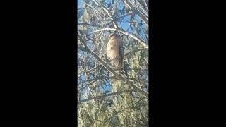 Hawk Enjoying the Snow