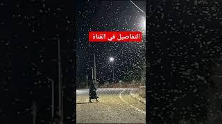 #الخبر:انتشار الجراد في بعض جهات المملكة المغربية والسلطات المختصة تسارع الزمن لمحاربته#الخبر#المغرب