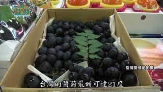 【水果測甜度】種出幾分甜-農試所 嫁接 品種改良