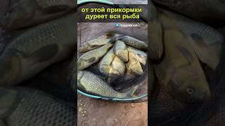 Эта прикормка приманивает кучу рыбы #рыбалка #насадка #карась #рецепт #прикормка