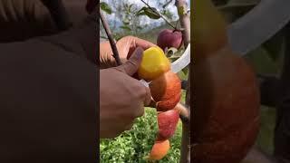 Oddly satisfying #fruits #vegetable #Agriculture 5